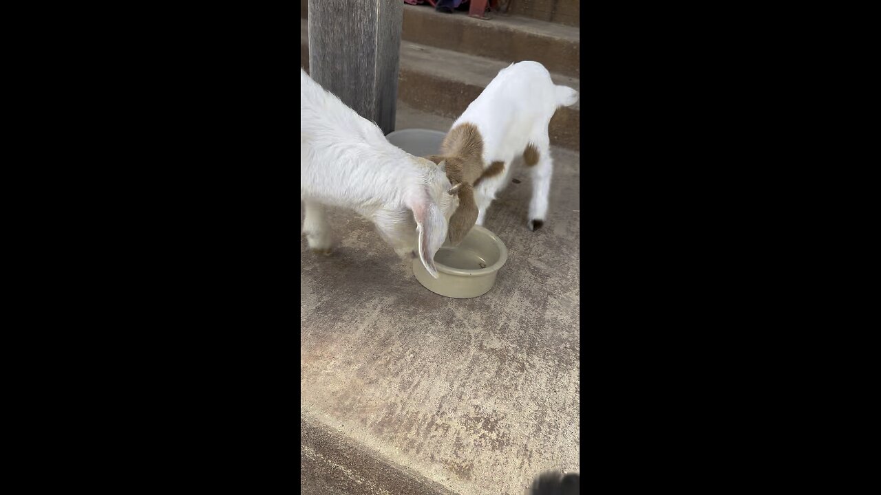 Baby goat vs mini goat