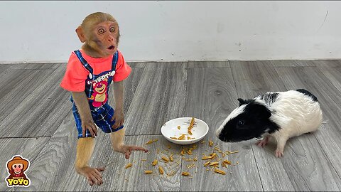 Monkey YiYi was confused when her food was stolen