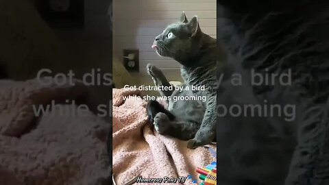 Funny animals 2024😂- Funniest Cats and Dogs Video😹🐶 #31