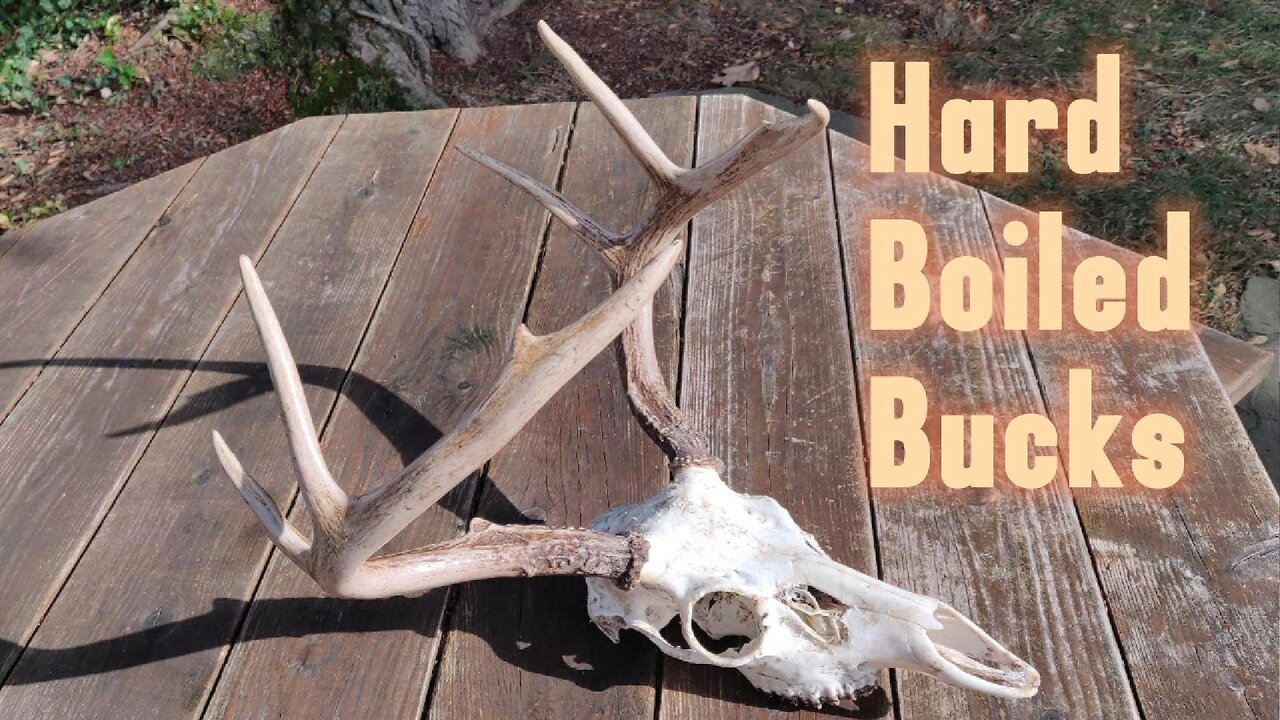 Hard Boiled Bucks: DIY European Skull Mount