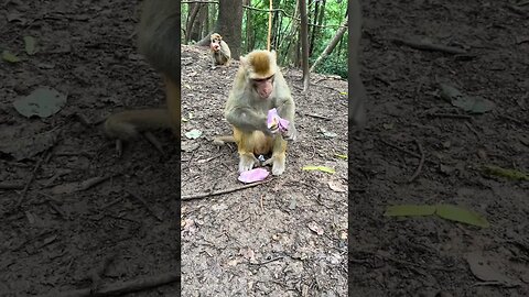Clean monkey, if you don't rub, I won't rub monkey