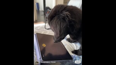 funny dogs