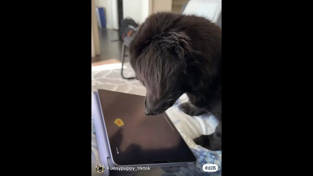 funny dogs