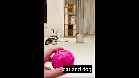 funny video about cat and dog friendship