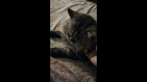 Toby r ki aram #toby #cat #catlovers