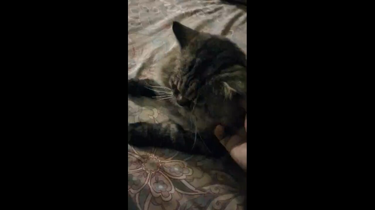 Toby r ki aram #toby #cat #catlovers