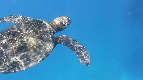 Swim Free Hawaii - Honu Happens in Kona