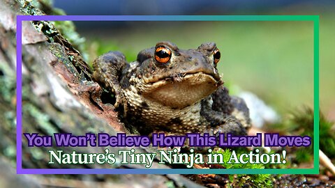 You Won’t Believe How This Lizard Moves—Nature’s Tiny Ninja in Action!