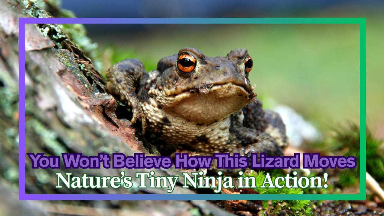 You Won’t Believe How This Lizard Moves—Nature’s Tiny Ninja in Action!
