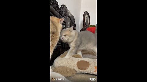 cat fun