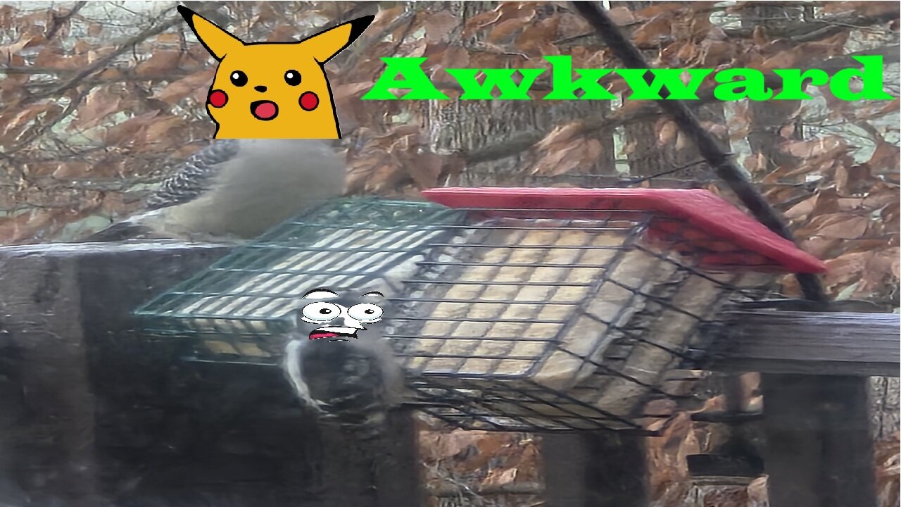 The Uncomfortable Bird Feeder