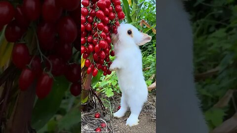 Little rabbit eating small tomatoes Cute pet debut plan Rabbit Pastoral cute pet