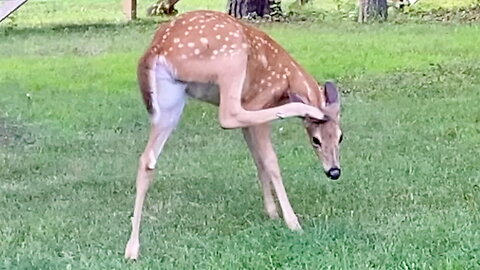 Fawn Scratching Its Head