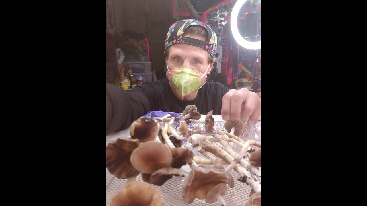 Mycology Mondays #114 Harvest Day.. watch and learn.