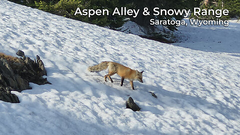 Aspen Alley & Snowy Range