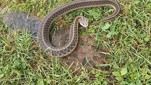 snake in the grass