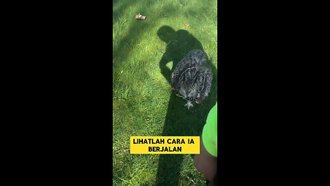 burung hantu yang penurut