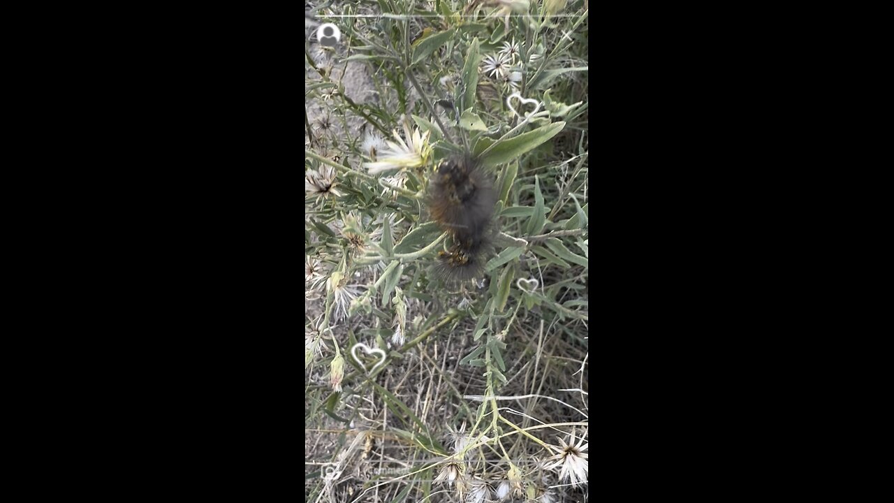 say hello to my fuzzy friend