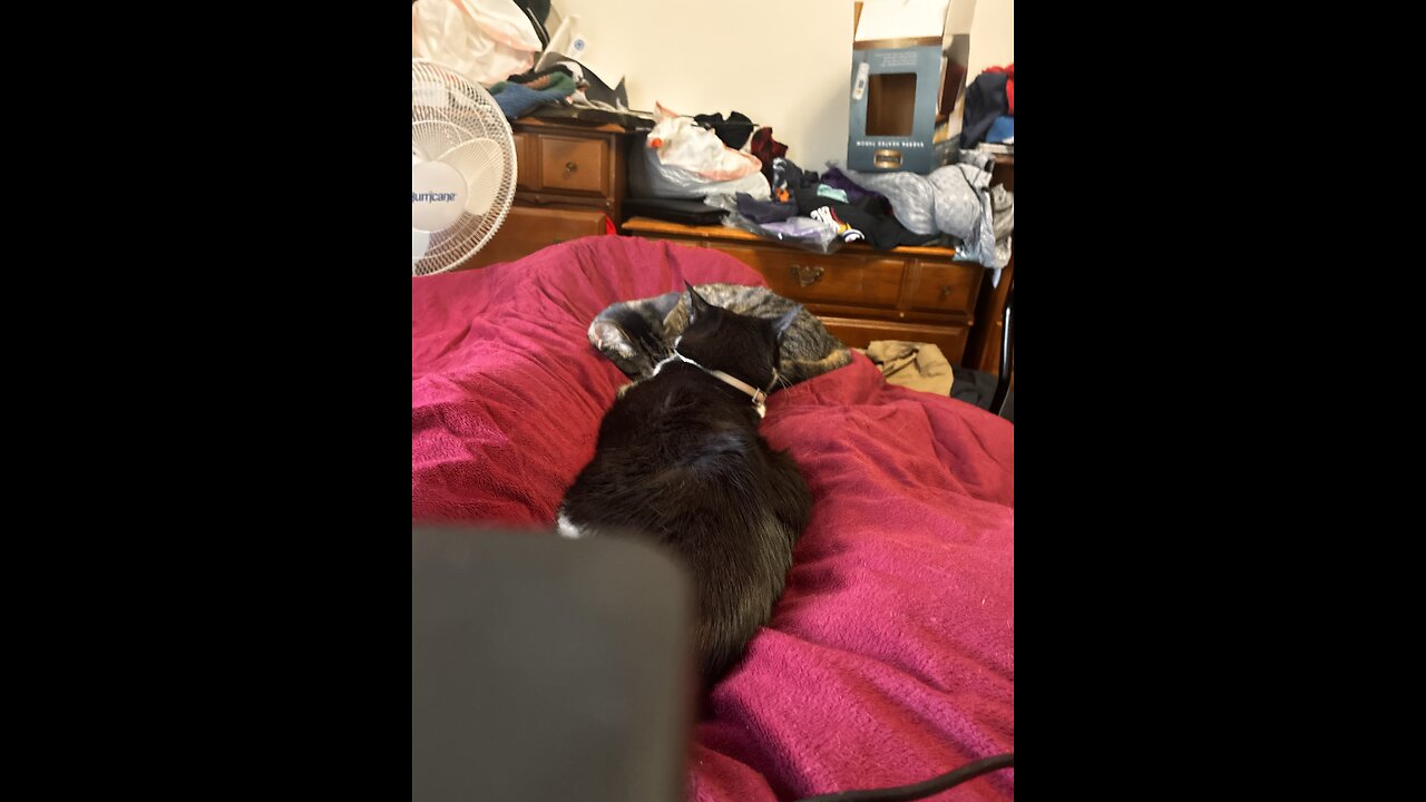 My cats do this then they fight and move on.