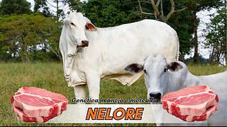 Nelore: El Guardián del Trópico | La Raza que Domina el Ganado en Climas Extremos