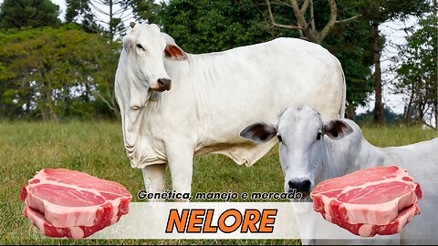 Nelore: El Guardián del Trópico | La Raza que Domina el Ganado en Climas Extremos