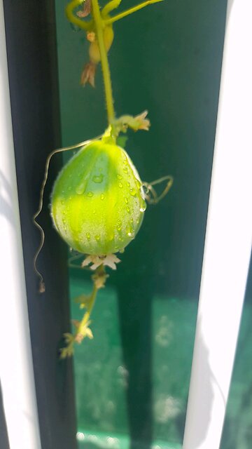 20250824. God Loves Me.