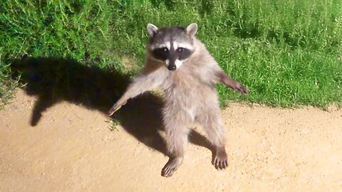 Funniest Animal Videos Ever | pet funny video collection new 2025