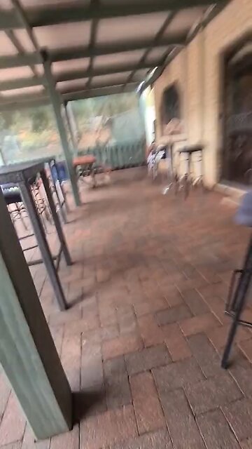 Kangaroo impatient to get into the pub 😅🥰❤️ | only in Australia 🇦🇺