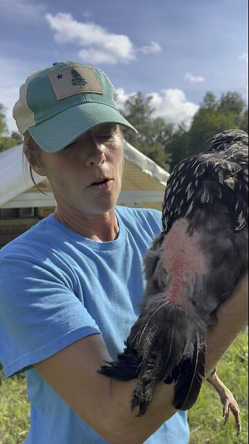 Fitting saddles on hens for rooster protection