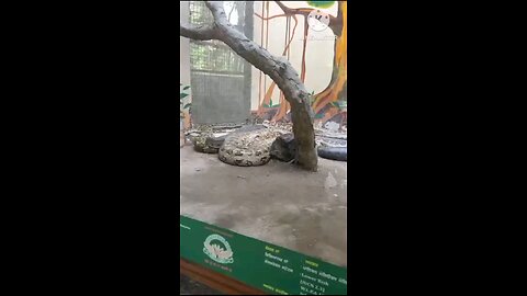 satisfying Video