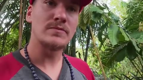 🤯✨ Discover How Cinnamon Is Harvested! | FeedMyCuriosity