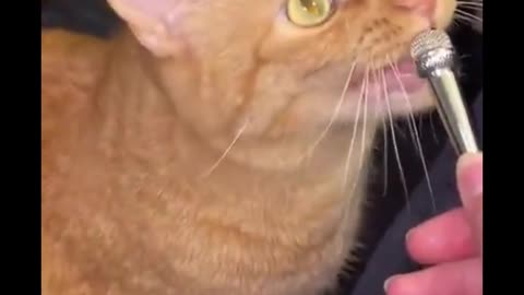 Whiskered Wonders: Hilarious Cat Moments 2025!
