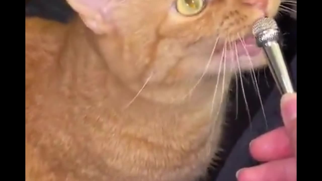Whiskered Wonders: Hilarious Cat Moments 2025!
