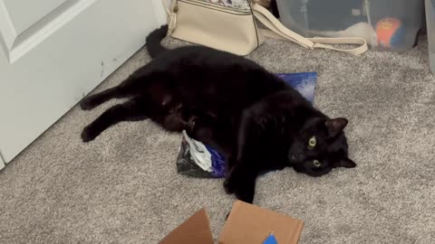 Cute Precious Piper Rolls Around on a Bag - Adopting a Cat from a Shelter Vlog