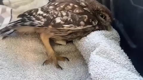 A family rescue a baby owl and then...