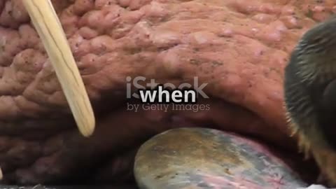 What Do These Walrus Sounds Mean? 🦭🔊 | Animal Vised
