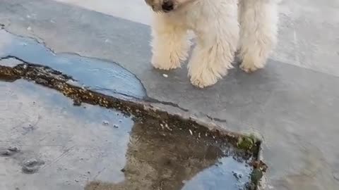 The beautiful funny dog