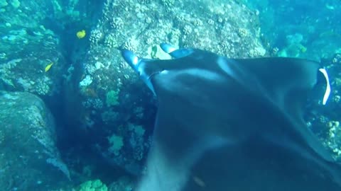 Swim Free Hawaii - Meet Amanda the Manta