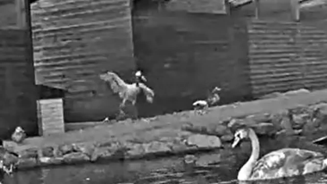 Evening pirouettes by Jonas 🤩🤩🤗👏👏👏