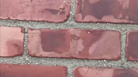 Giant spider