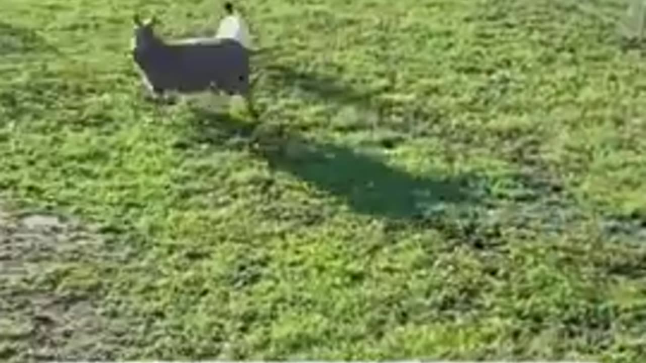 'Put down the goat..'