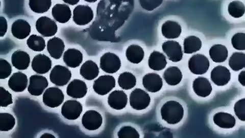 White blood cell wandering between red blood cells and checking for harmful organisms