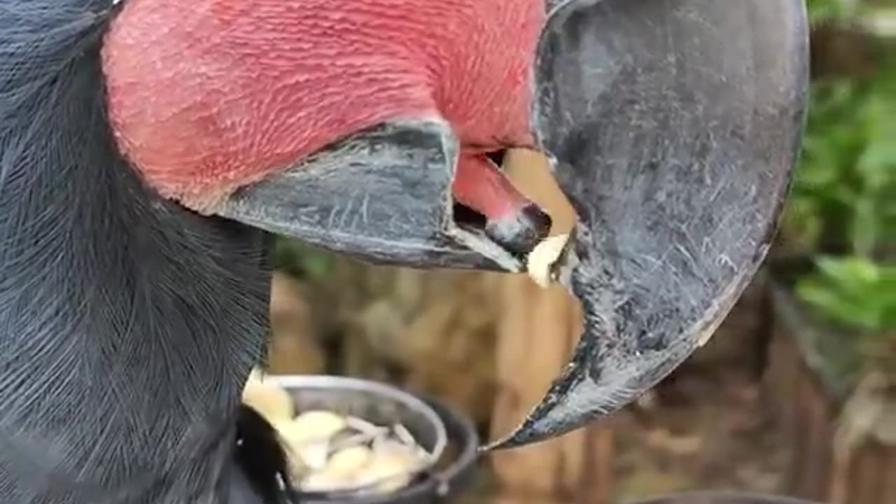 Bro knows something we don’t know about peanuts.