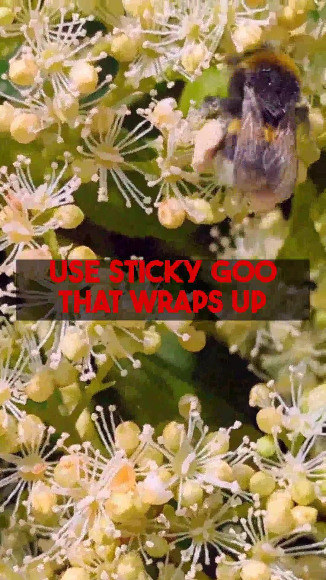 Discover Fascinating Carnivorous Plant Types