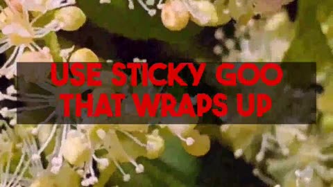 Discover Fascinating Carnivorous Plant Types