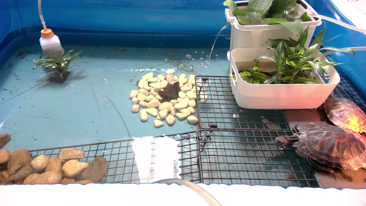 Tired of the same streams all over again? Look at some turtle instead!