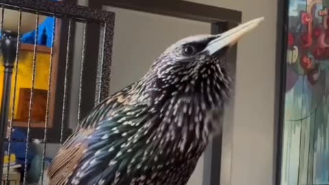 NATURAL SOUND