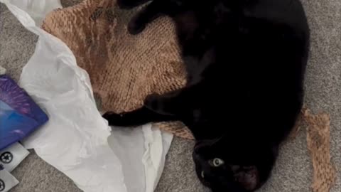Cute Precious Piper Likes Packing Material - My Adopted Shelter Cat Vlog #shorts