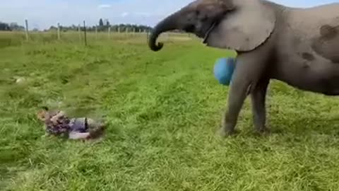 😂🐶 He Asked For It And Got It! | FunFM