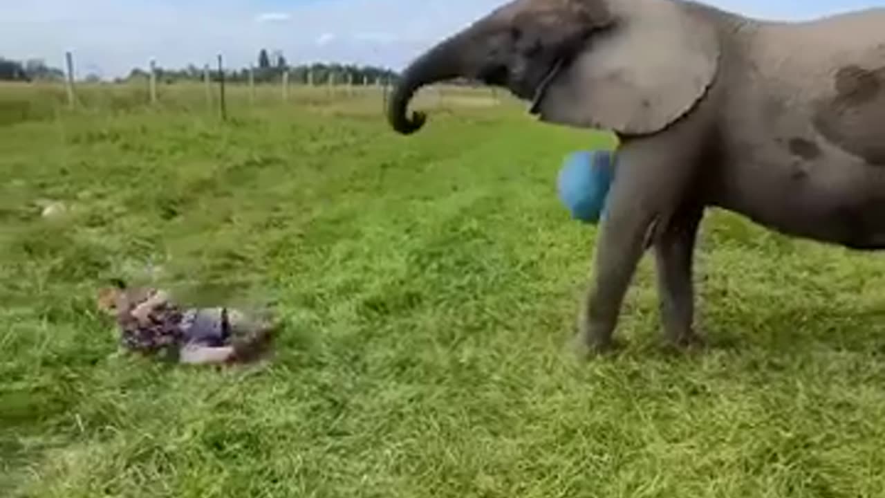 😂🐶 He Asked For It And Got It! | FunFM